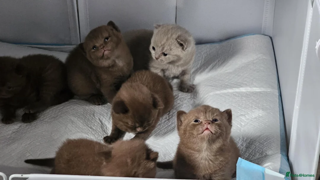 British Shorthair cats for sale: ✨ Stunning British Shorthair Kittens Available ✨ - Advert 2