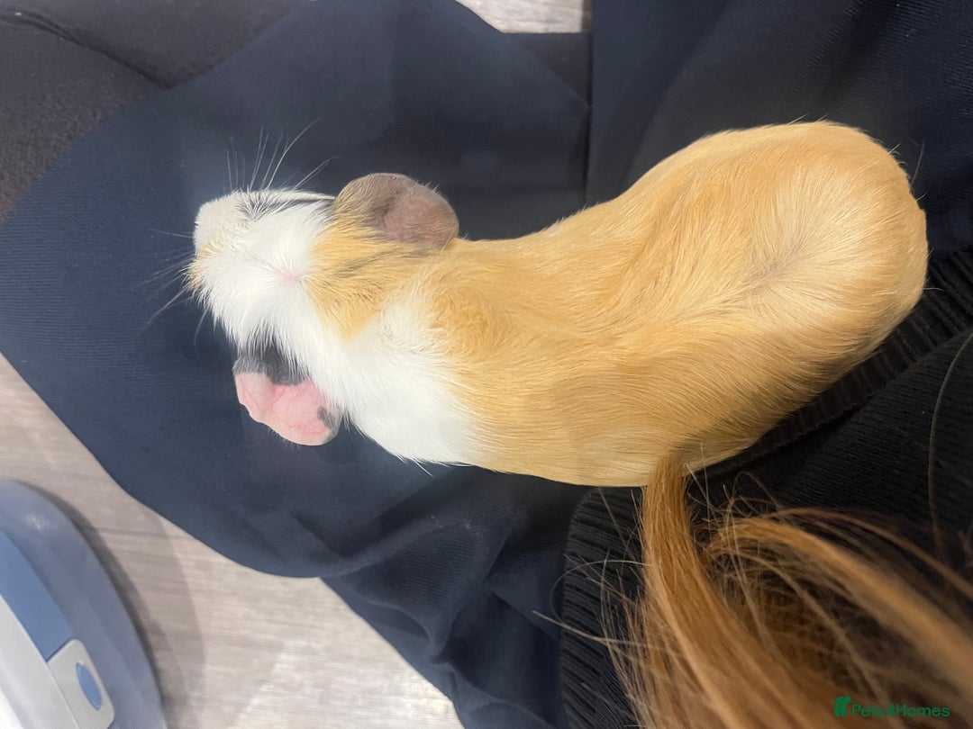 Guinea Pig rodents for sale: Two female Guinea pigs. With cage and accessories  - Advert 5