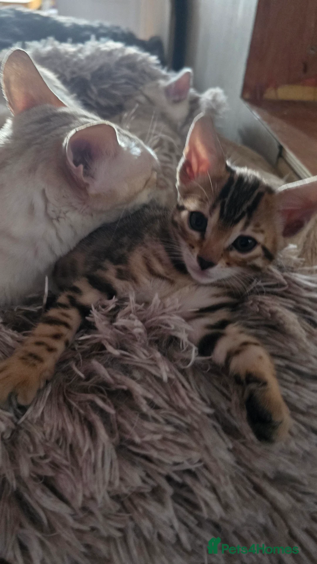 Bengal cats for sale: Beautiful 🐾 5 BENGALPARADISE 🐾 Kittens - Advert 13
