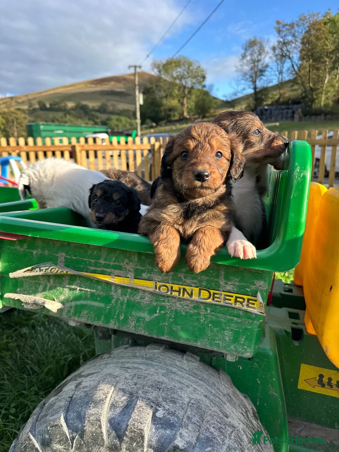 Bordoodle dogs for sale: Bordoodle 2 is the only remaining pup - Advert 28