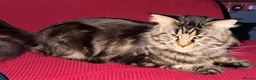 Maine Coon cats for sale: Maine Coon  in Craigavon - Advert 5