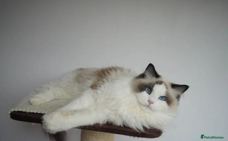 Ragdoll cats - Advert 15