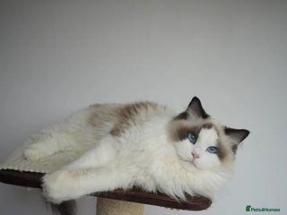 Ragdoll cats - Advert 8