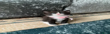 Mixed Breed 2