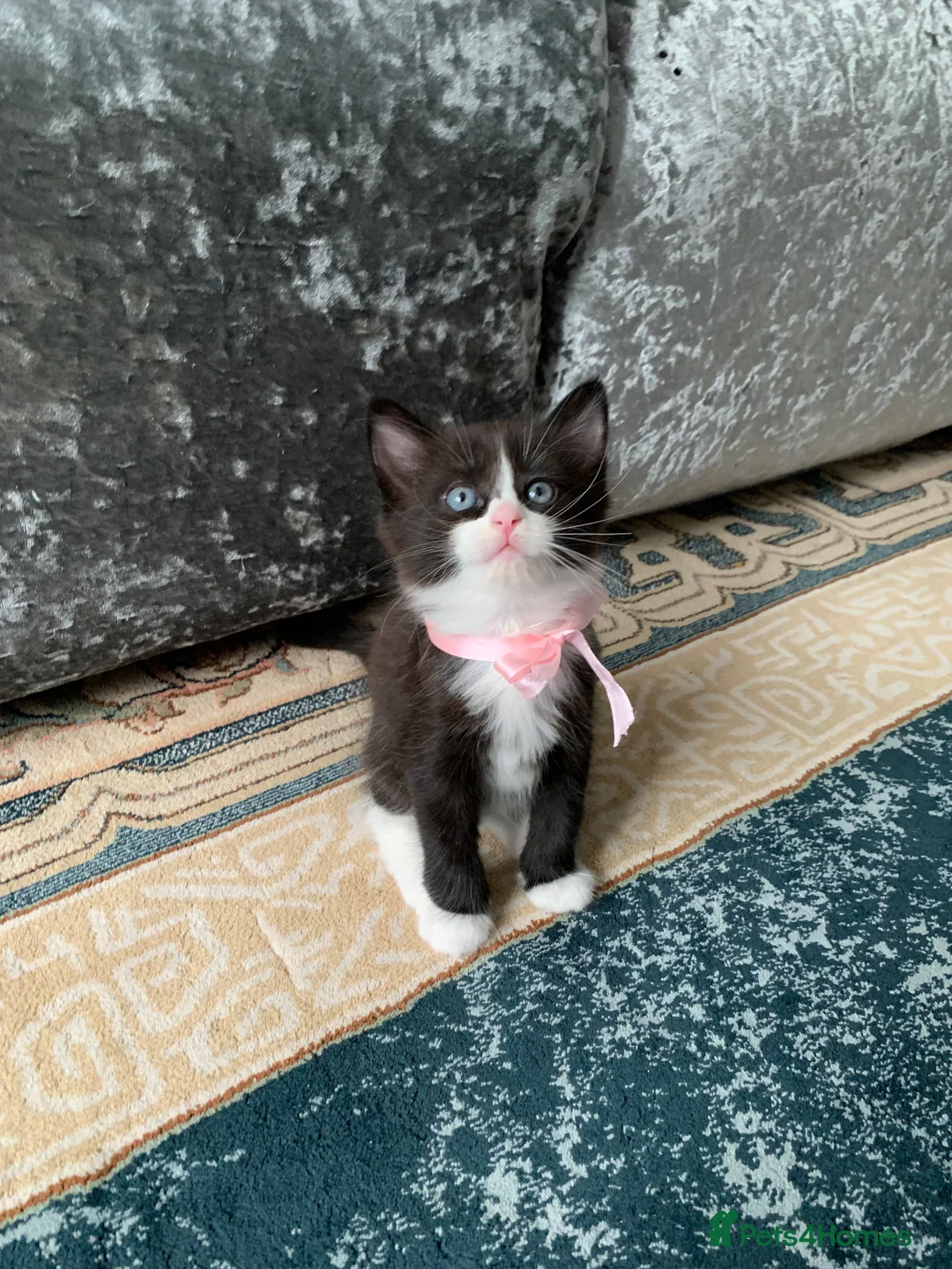 Mixed Breed cats for sale: Beautiful kittens looking for loving home in Enfield - Advert 30