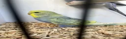 Budgerigars birds for sale: Stunning mutations  - Advert 5