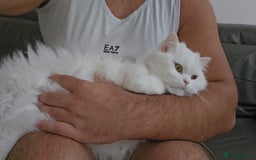 British Longhair cats for sale: British long hair pure white beautiful soul - Image 8