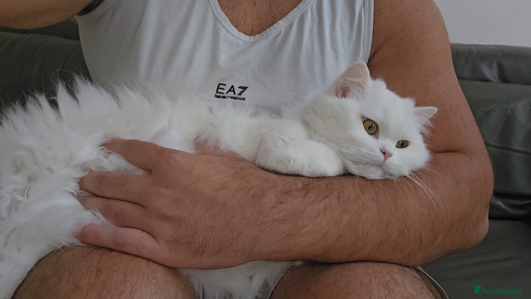 British Longhair cats for sale: British long hair pure white beautiful soul - Image 8