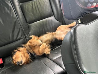 Dachshund dogs for stud - Advert 1