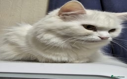 Persian cats for sale: Beautiful & Gentle, white Persian Girl - Image 4