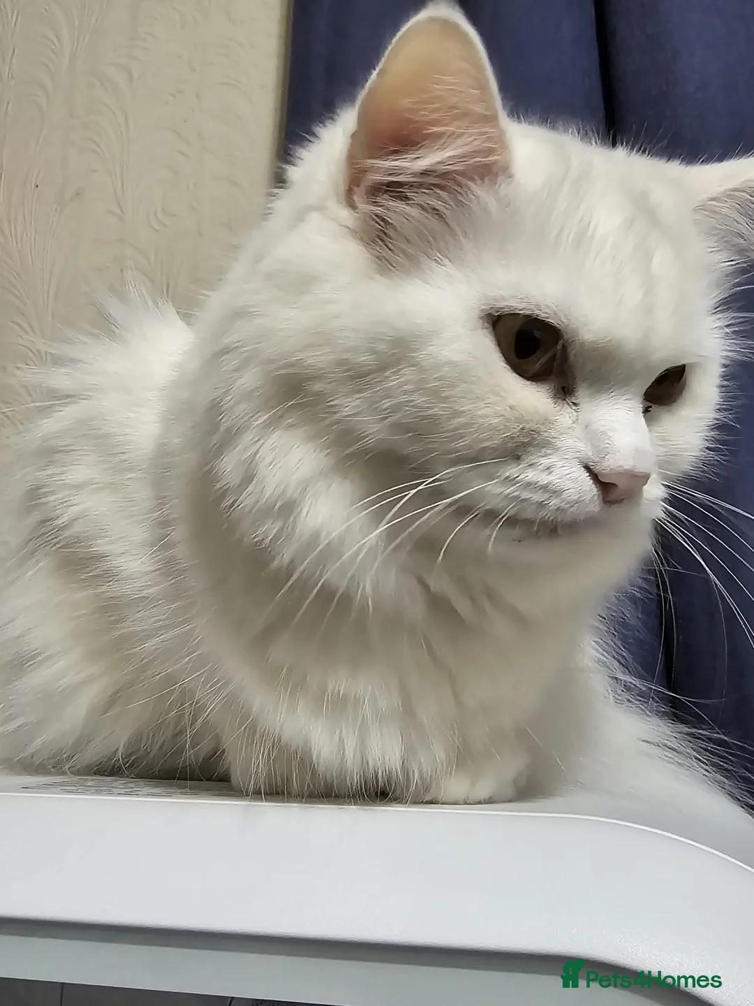 Persian cats for sale: Beautiful & Gentle, white Persian Girl - Advert 5