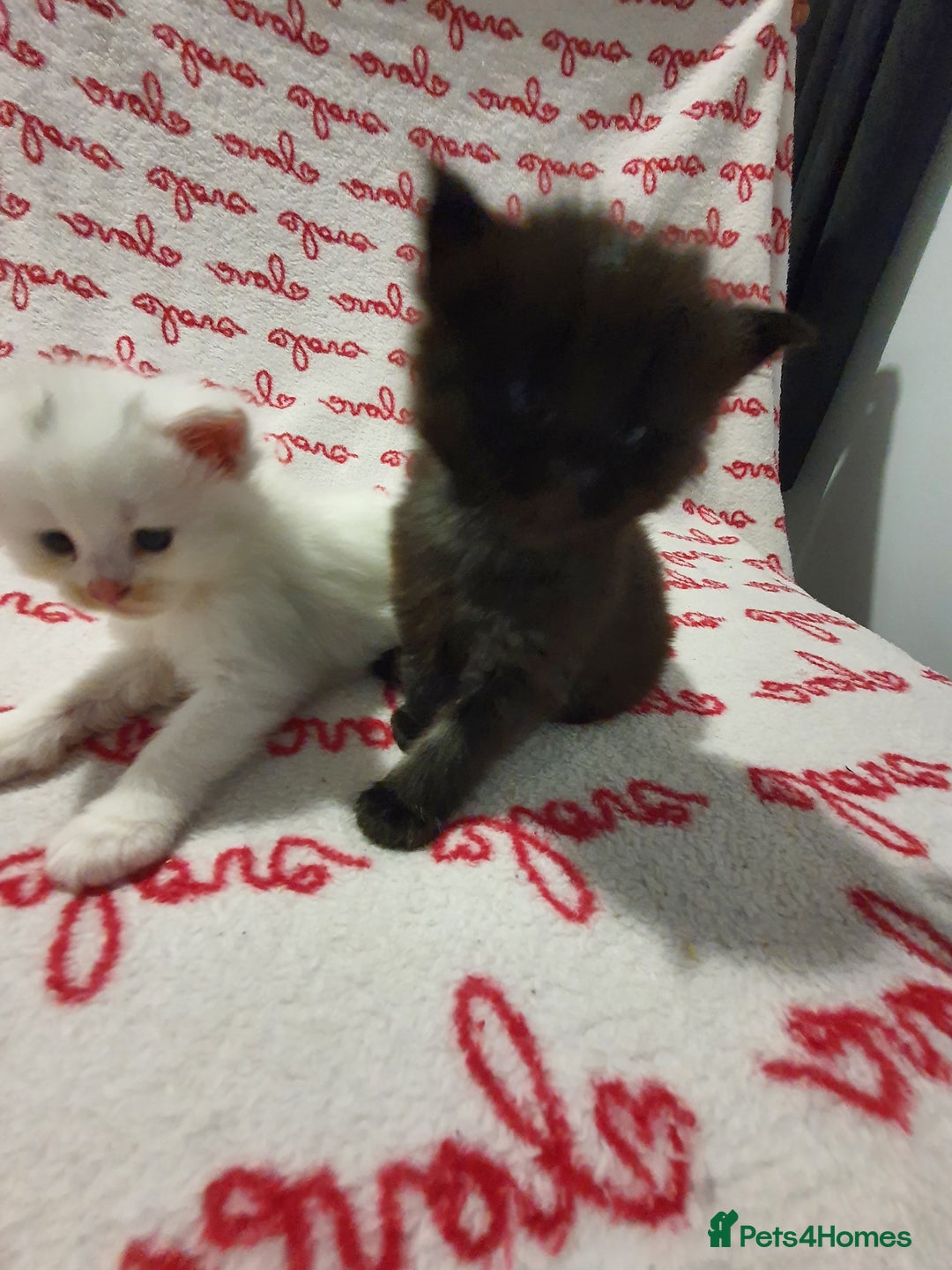 Maine Coon cats for sale: Last kitten available  - Advert 7