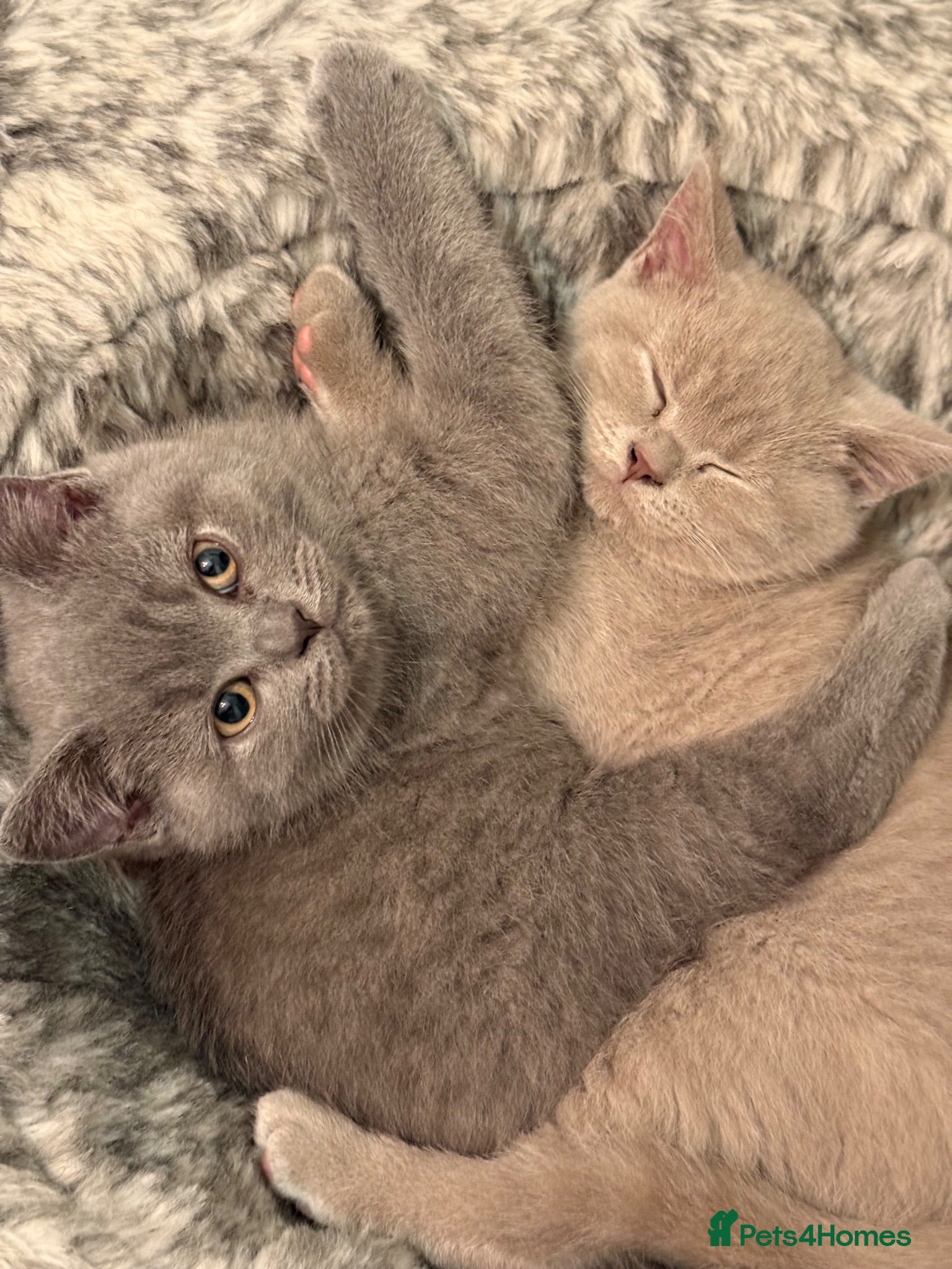 British Shorthair cats Adorable kitty  - Advert 2