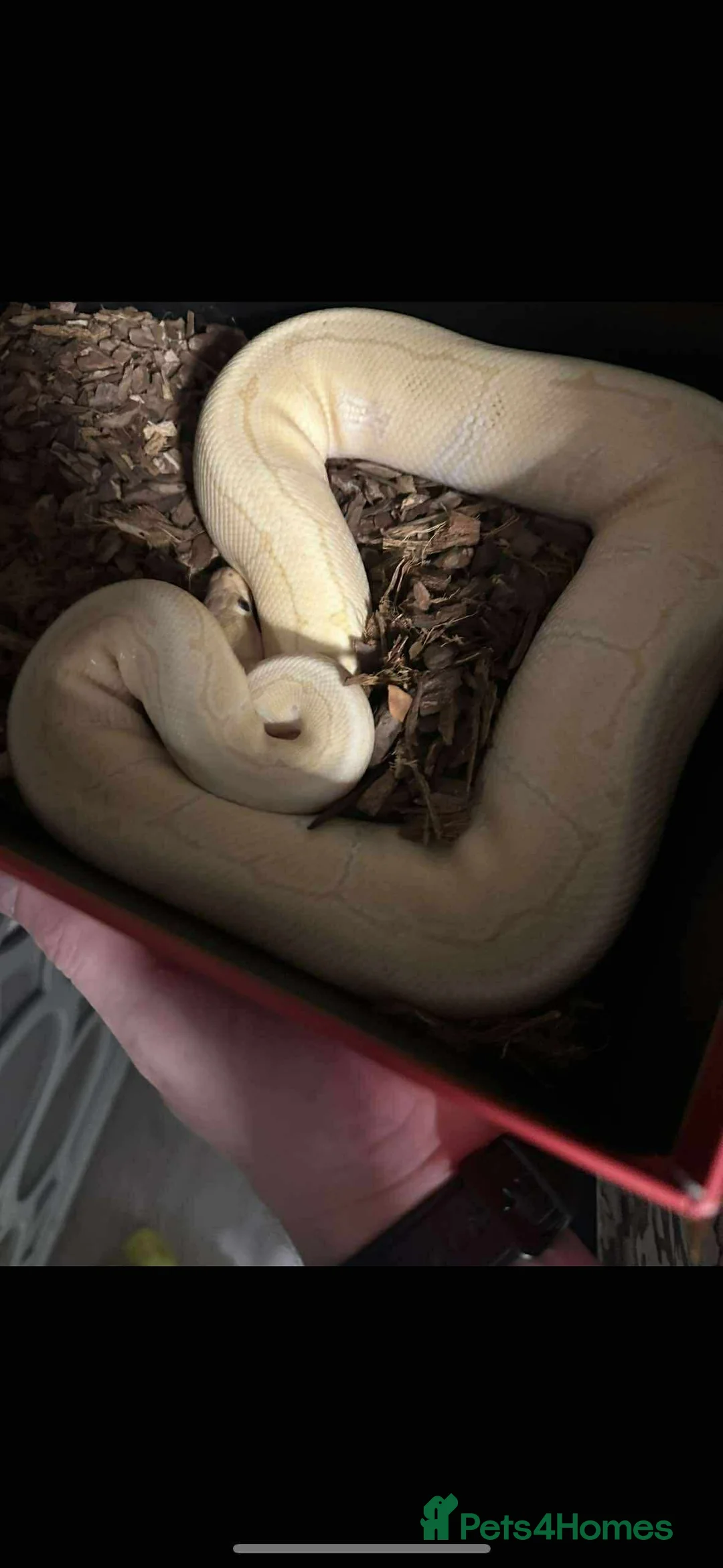Python Snake reptiles for sale: Banana ball python pin stripe - Advert 4