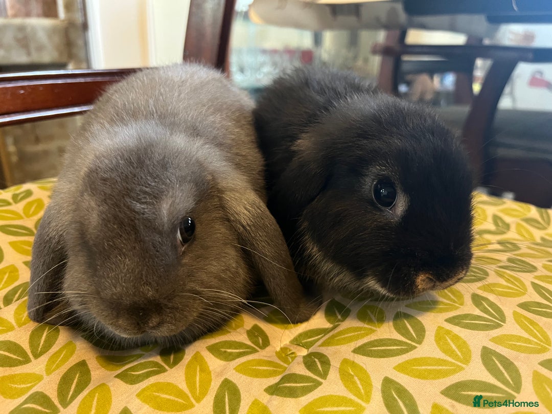 Mini Lop rabbits for sale: Two Mini Lop with Plush Baby Boys - Image 22