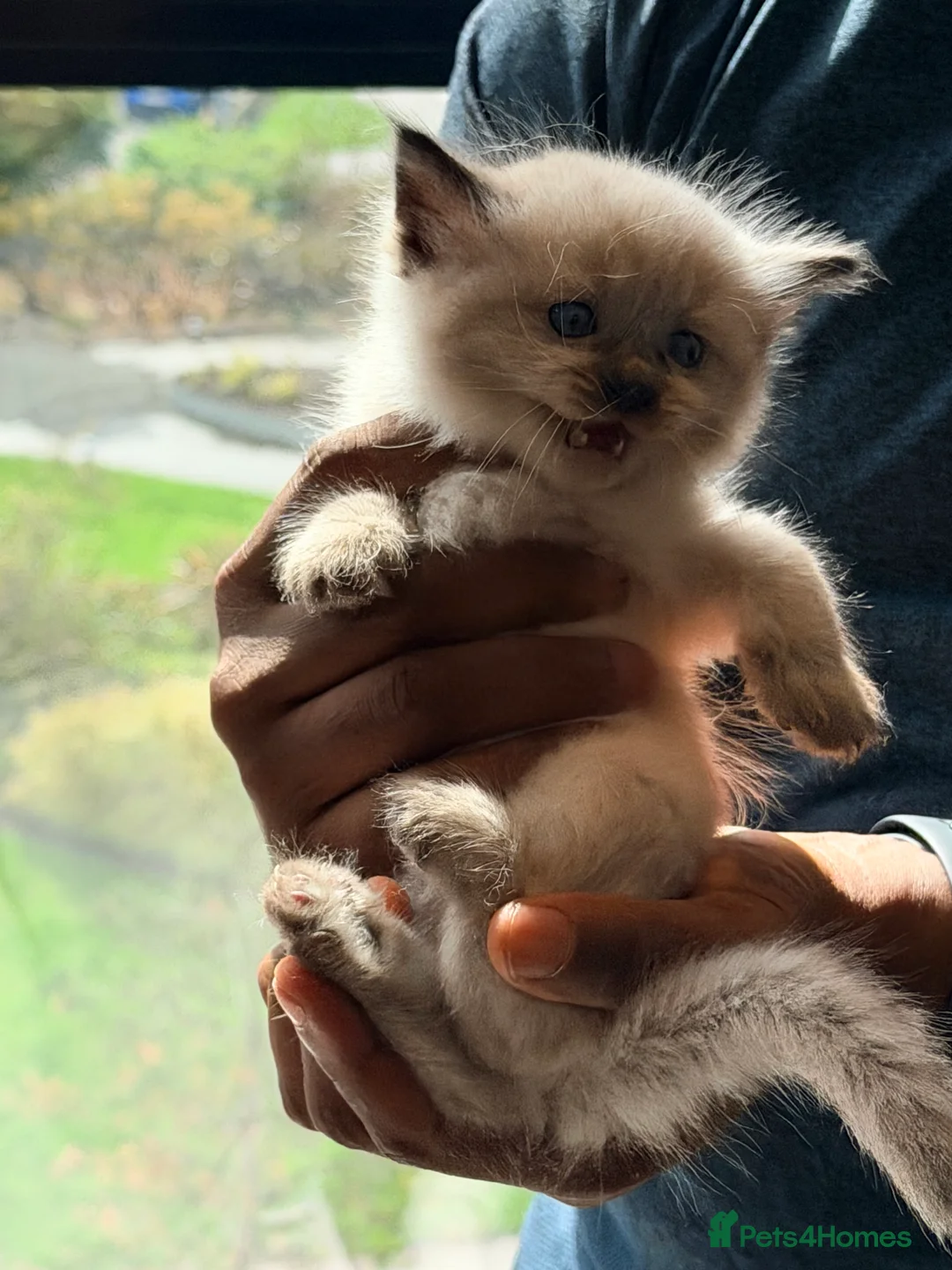 Ragdoll cats for sale: Stunning Purebred Ragdoll Kittens - Advert 2