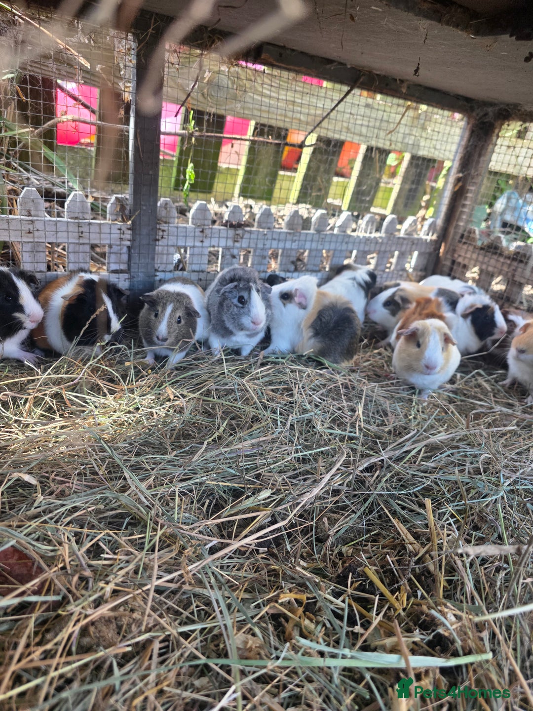 Guinea Pig rodents for sale: Baby Guinea pigs  - Image 6