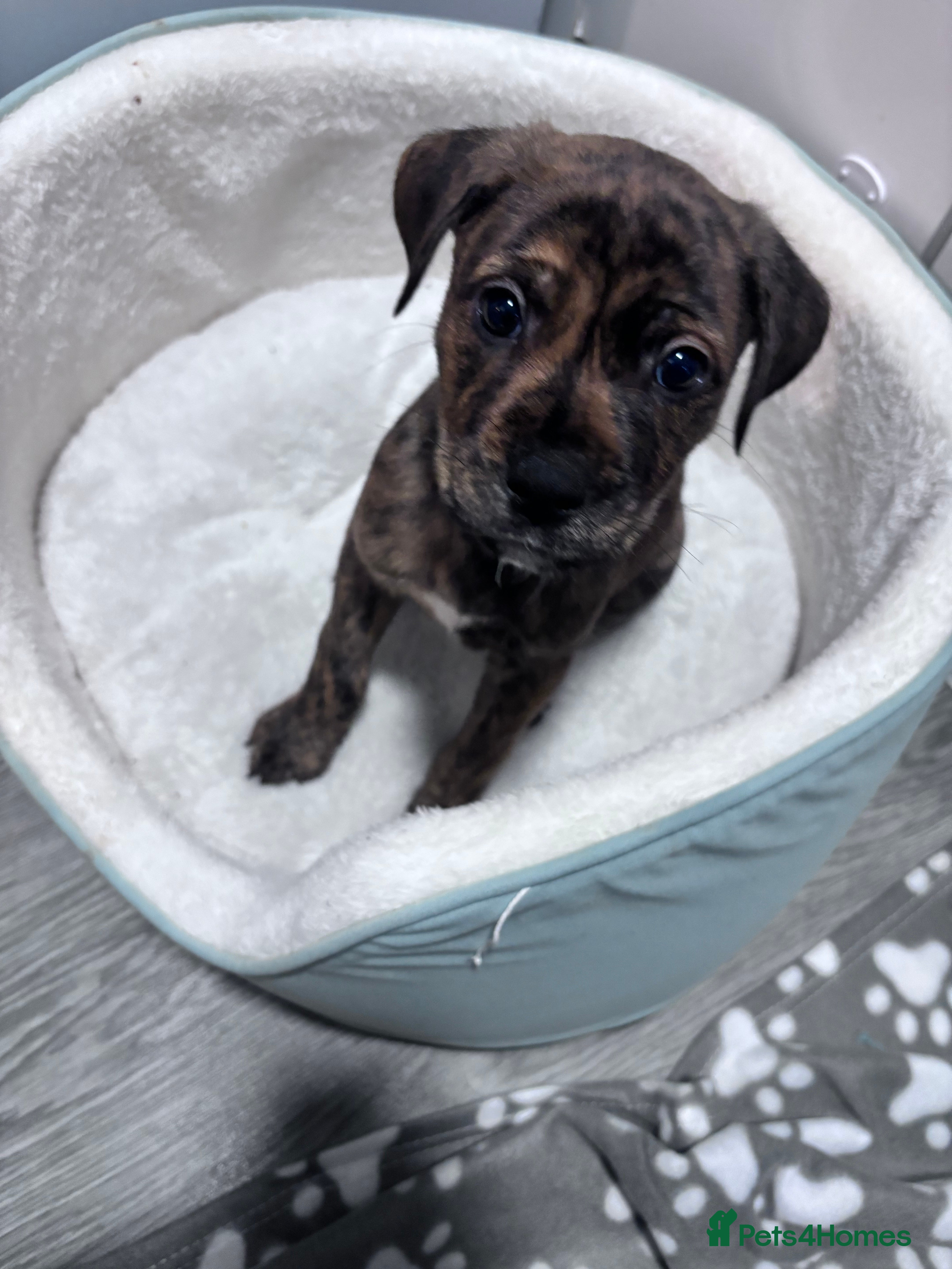 Mixed Breed dogs Gorgeous Rolo - Advert 1