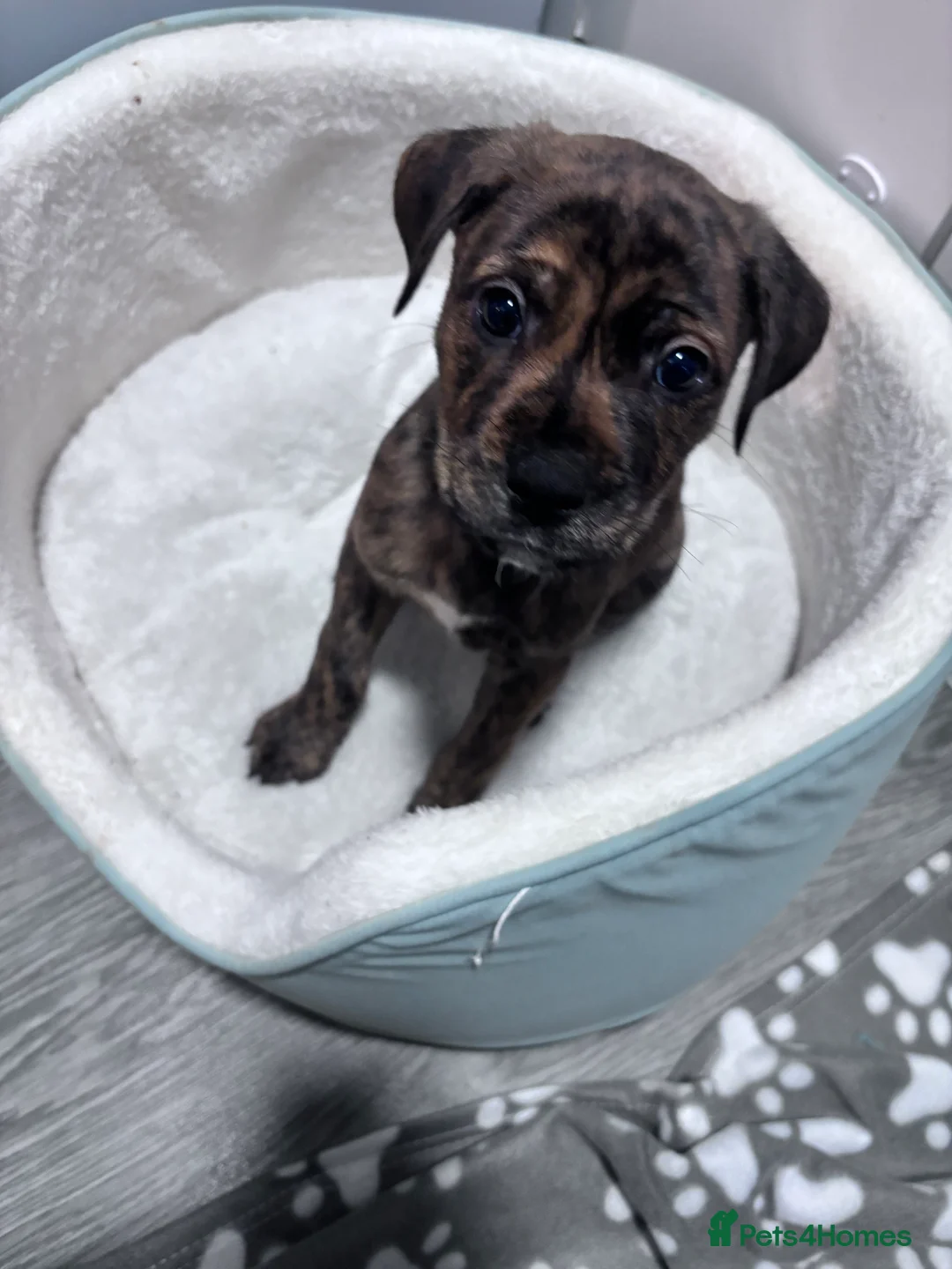 Mixed Breed dogs for sale: Gorgeous Rolo - Advert 1