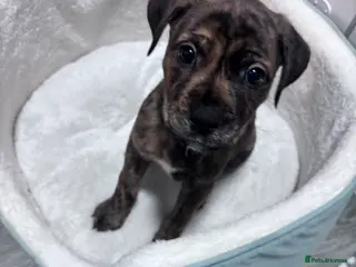 Mixed Breed dogs Gorgeous Rolo - Advert 1