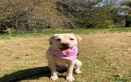 Labrador Retriever dogs for sale: Upcoming Litter of Labradors - Due around 10th Sep - Image 4