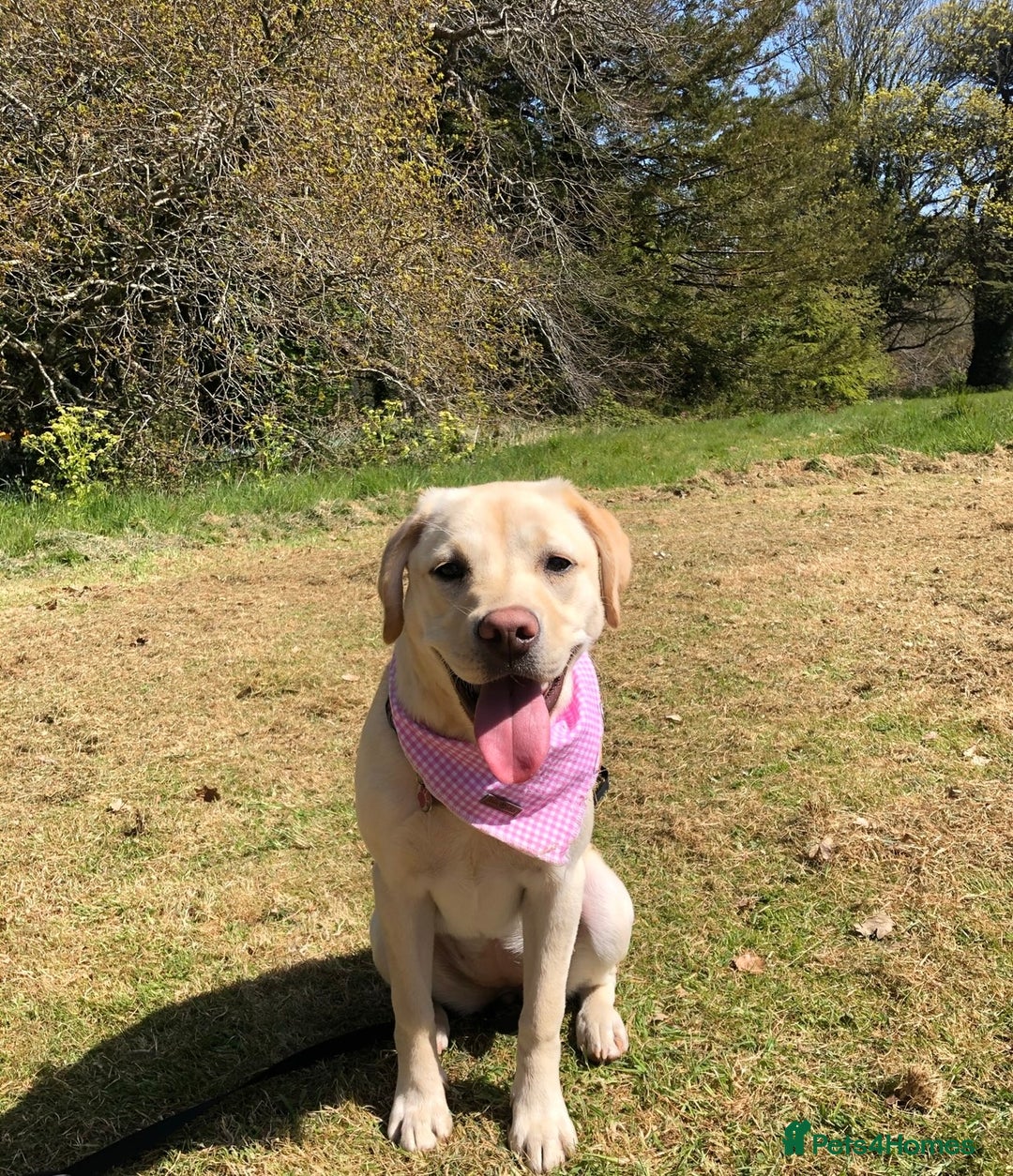 Labrador Retriever dogs for sale: Upcoming Litter of Labradors - Due around 10th Sep - Image 4