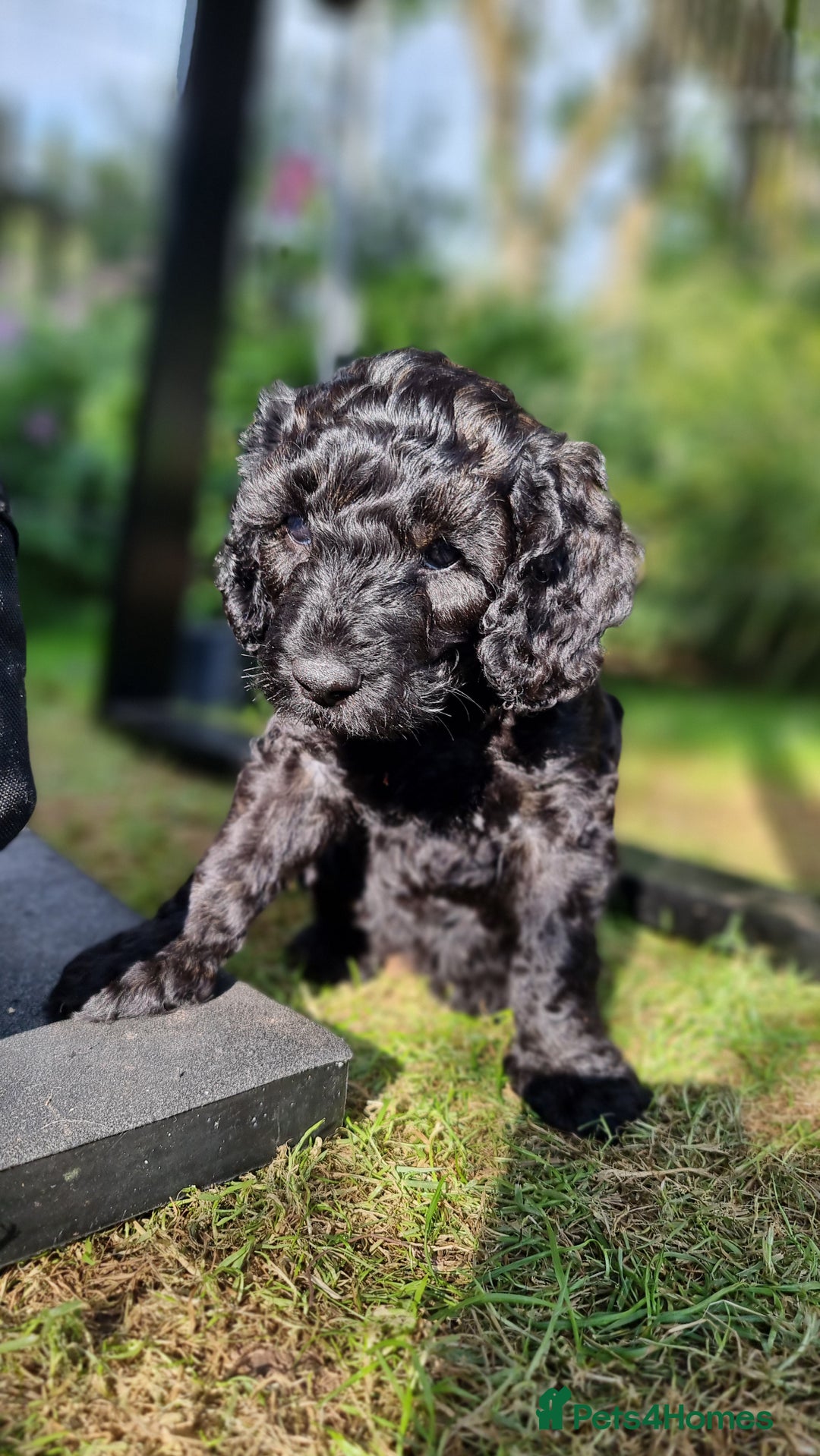 Cavapoo dogs for sale: F1b Standard Cavapoo, 3 remaining ready to leave in Watchet - Image 10