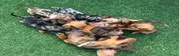 Miniature Dachshund dogs for sale: Miniature Dachshund  - Advert 17