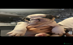 English Bulldog dogs for sale: Miniature English bulldog, 2 years old - Image 9