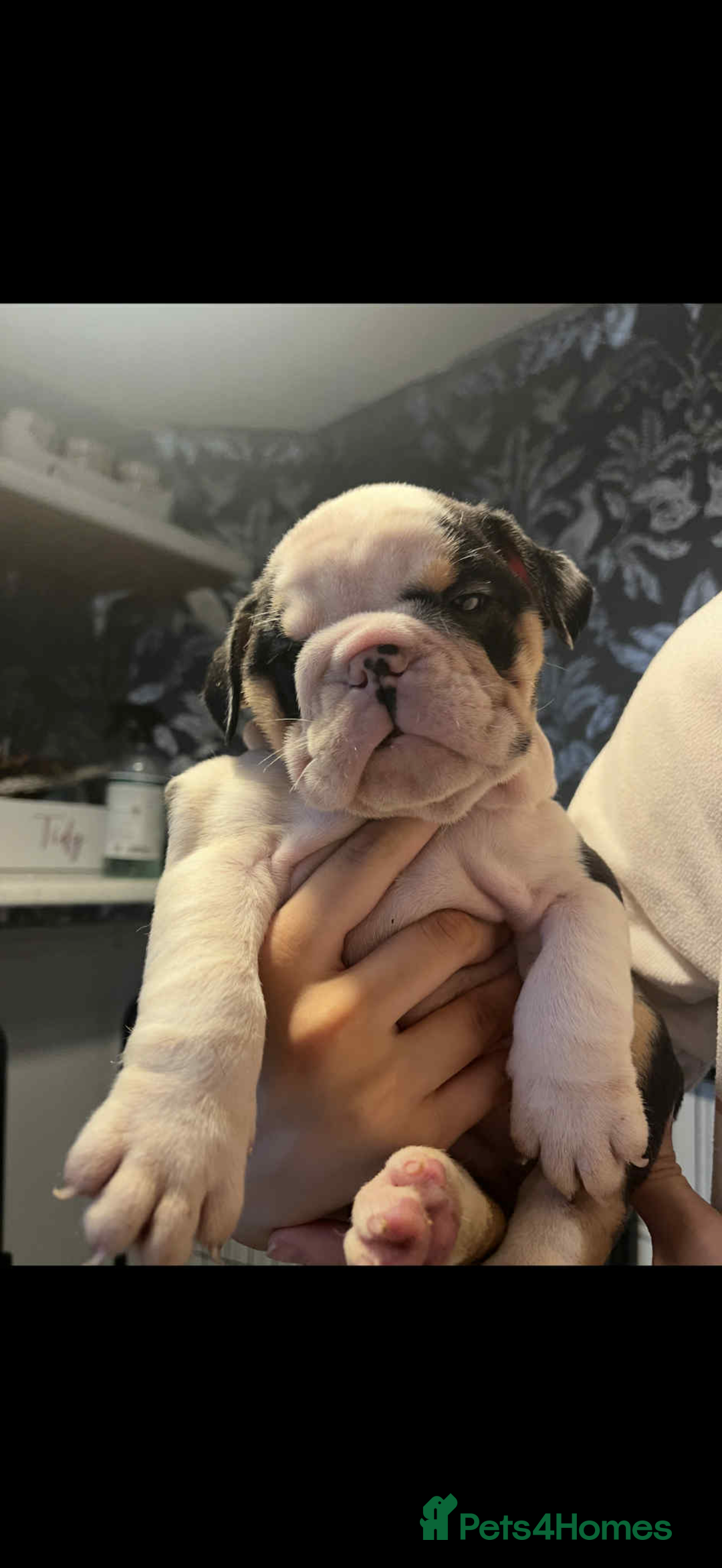 English Bulldog dogs for sale: Miniature English bulldog, 2 years old - Image 9