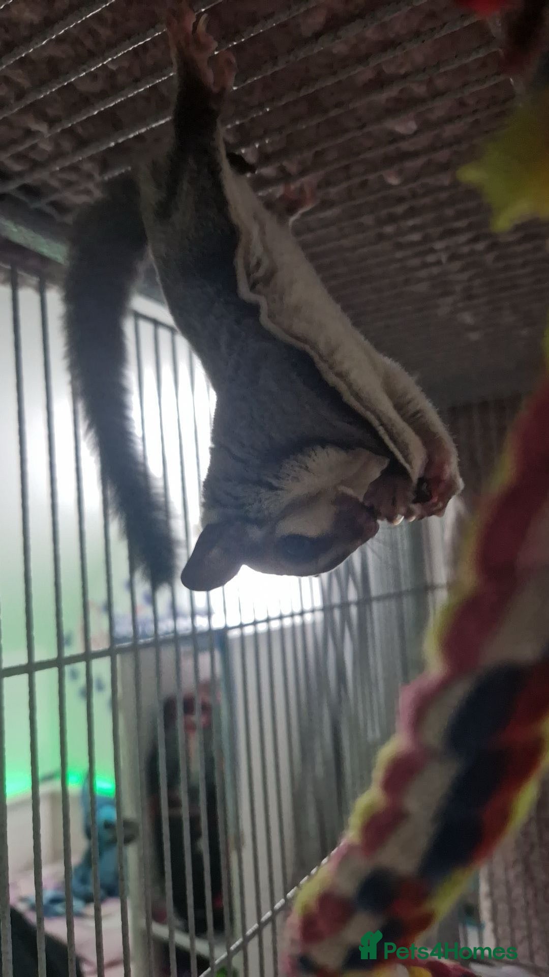Sugar Glider rodents for sale: 2 female sugar gliders for sale - Image 16