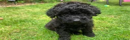 Miniature Poodle dogs for sale: Miniature Poodles in Northolt - Advert 9