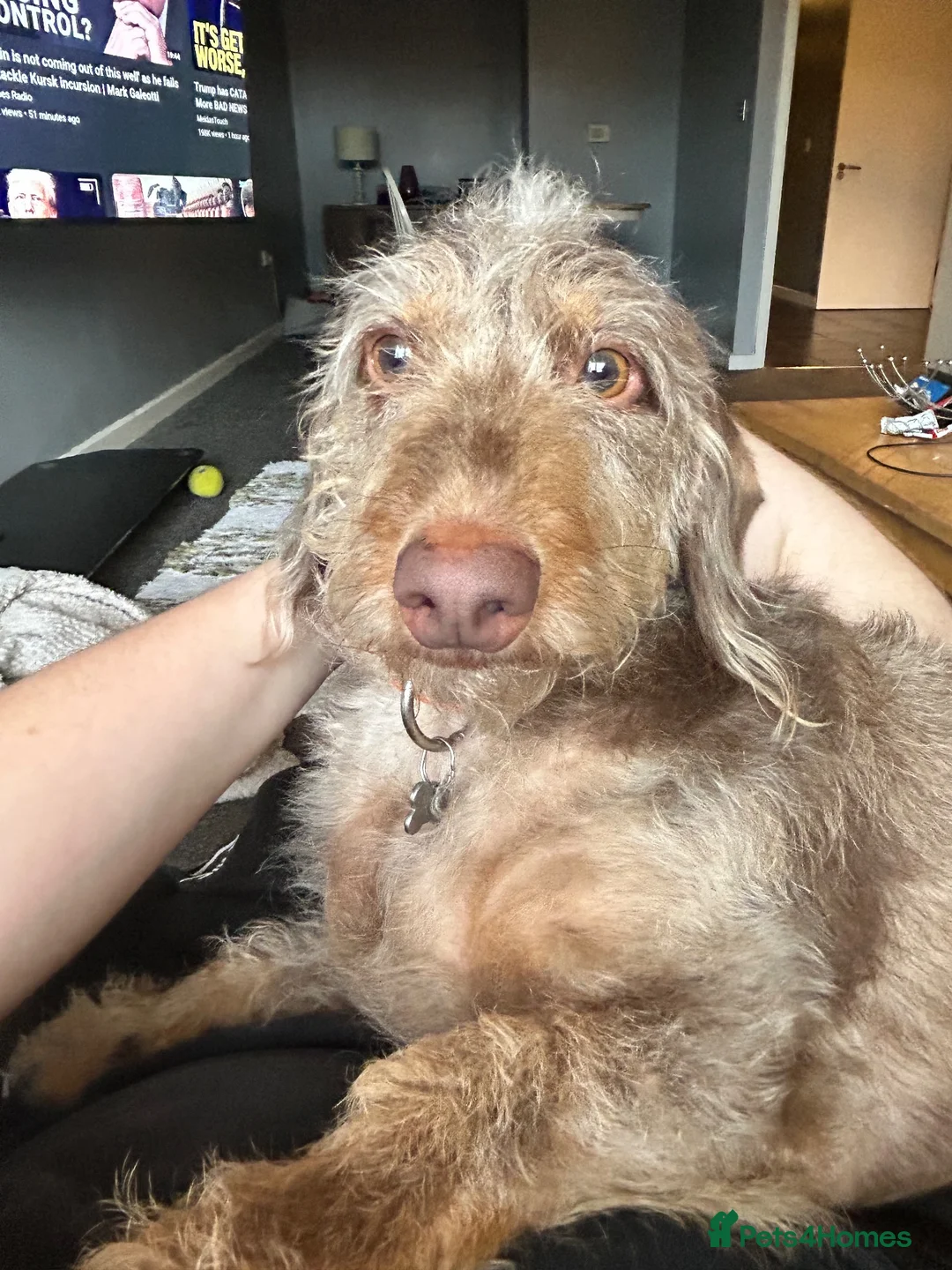 Doxiepoo dogs for sale: 5YR OLD DOXIEPOO FOR SALE in London - Advert 2