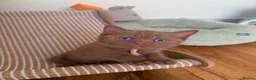 British Shorthair cats for sale: 🐾 Beautiful Cinnamon British Shorthair Kittens 🐾 - Advert 15