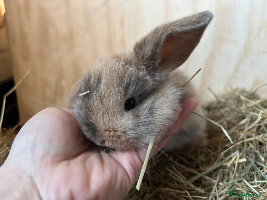 Mini Lop rabbits for sale: 🐰Adorable Mini Lops Kits🐰 - Advert 9
