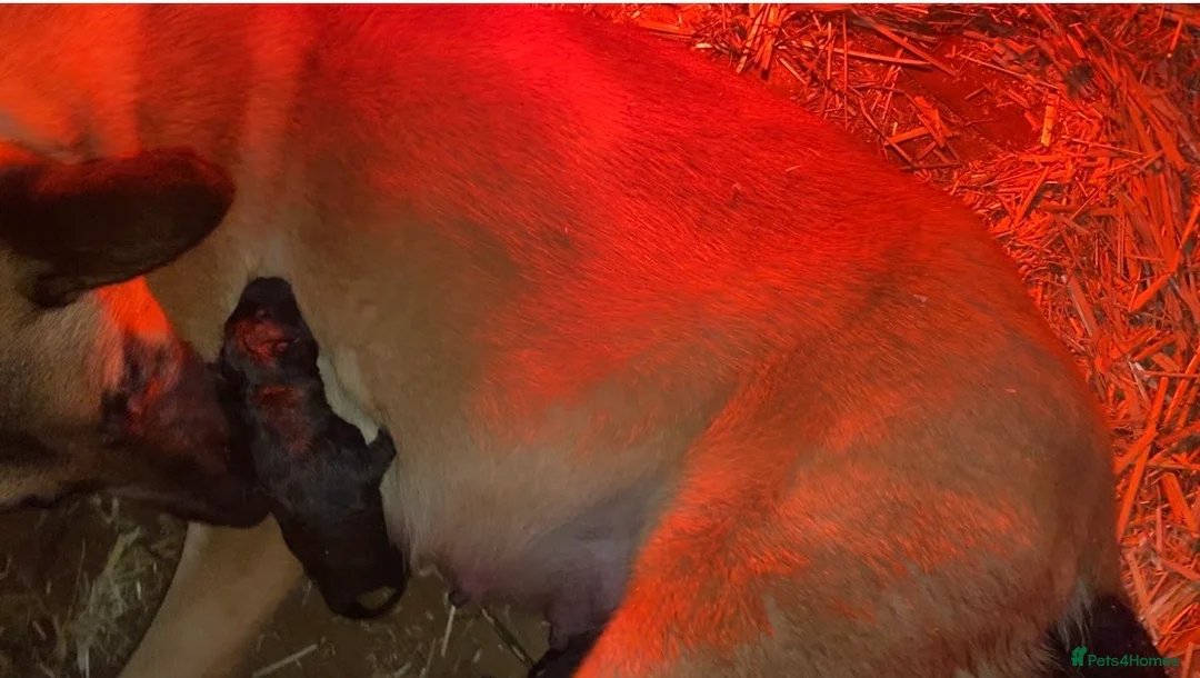 Mixed Breed dogs for sale: Malinois x presa canario  - Advert 6