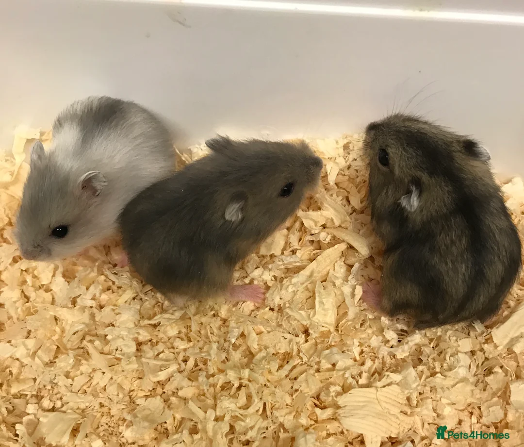 Hamster rodents for sale: Baby Winter White Russian hamsters from show stock - Advert 15