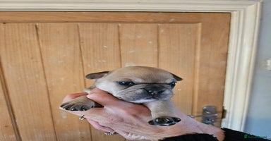 French Bulldog dogs - Advert 11