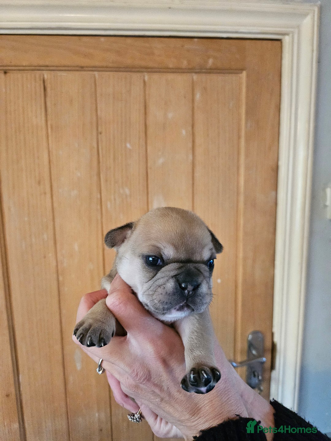French Bulldog dogs for sale: ⚡️Exquisite 🌈 Pedigree French Bulldog Puppies ⚡️ - Image 12