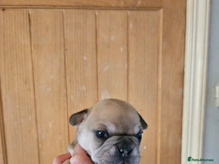 French Bulldog dogs - Advert 32