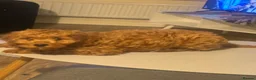 Cavapoo dogs for sale: Cavappo puppy for sale - Advert 5