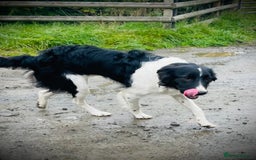 Border Collie dogs for sale: 1 year old collie  - Image 4
