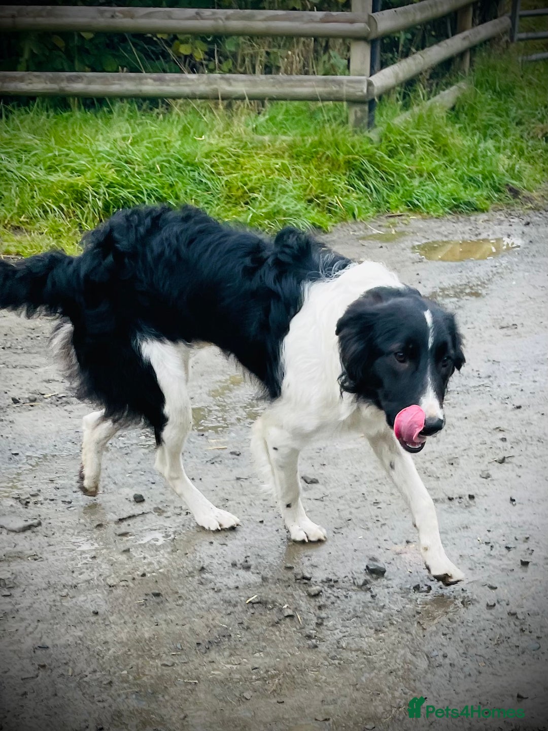Border Collie dogs for sale: 1 year old collie  - Image 4