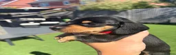 Miniature Dachshund dogs for sale: 3 beautiful Black and Tan miniature dachshunds 🐾 - Advert 7