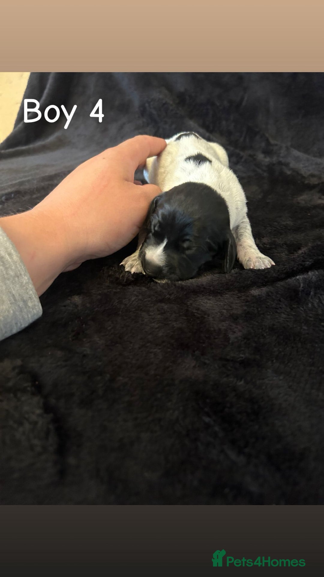 German Shorthaired Pointer dogs for sale: Beautiful pointer puppies - Image 11