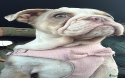 English Bulldog dogs for sale: One gorgeous female left 🐶  in Billericay - Image 5