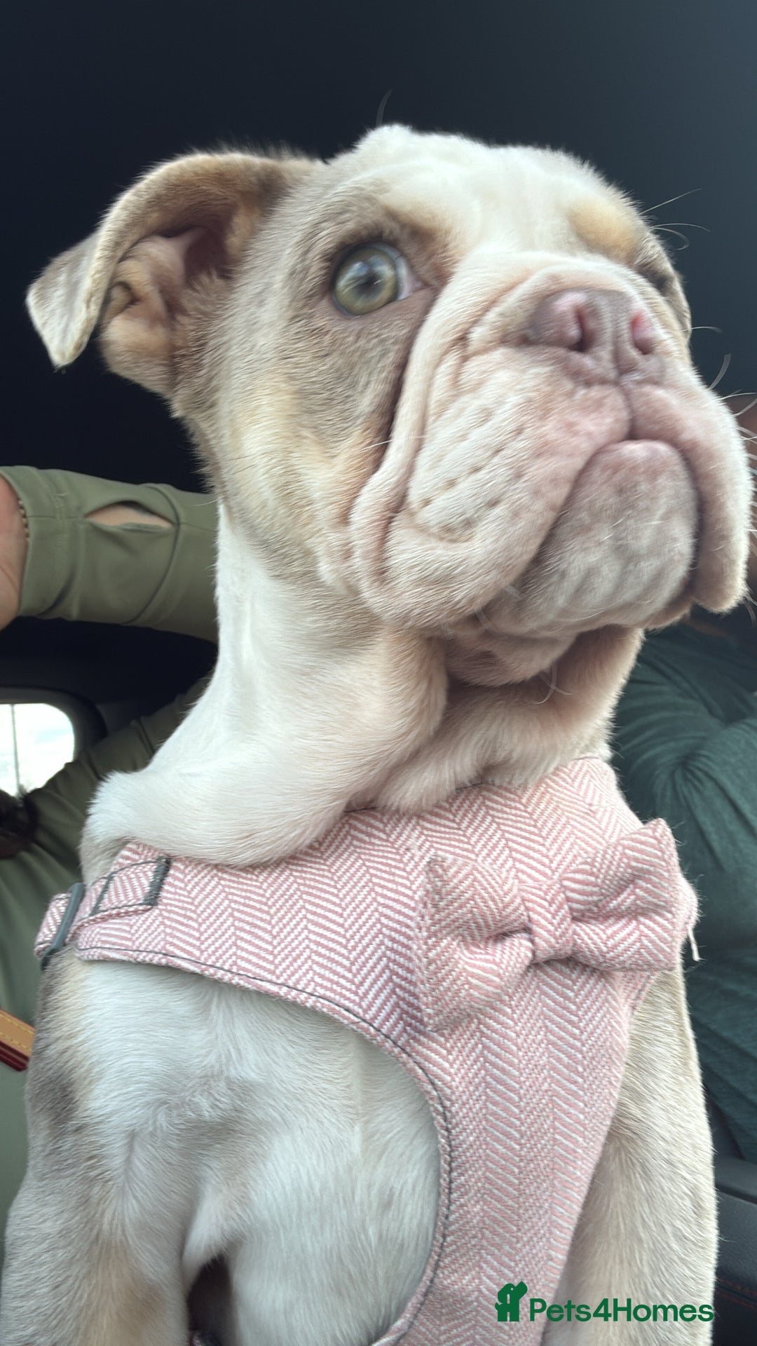 English Bulldog dogs for sale: One gorgeous female left 🐶  in Billericay - Image 5