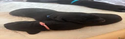 Labrador Retriever dogs for sale: KC Registered Black Labradors 🐾 in Guisborough - Advert 2