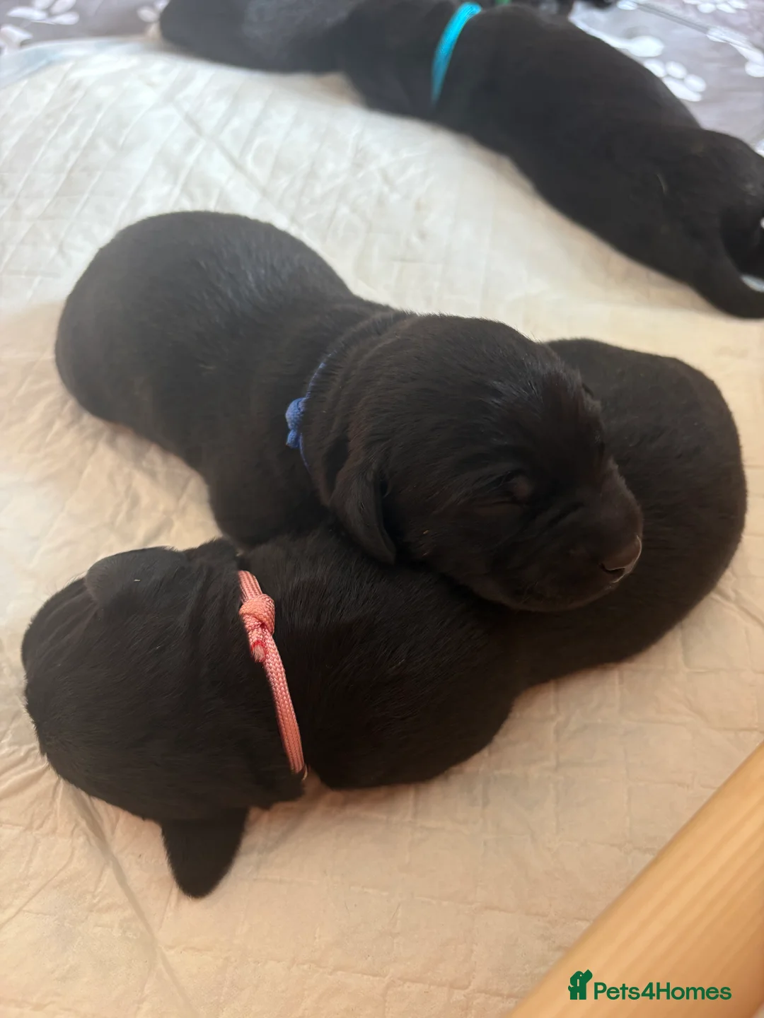 Labrador Retriever dogs for sale: KC Registered Black Labradors 🐾 in Guisborough - Advert 2