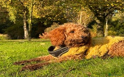 Cavapoo dogs for sale: Poppy,  beautiful  Red Cavapoo - Image 2